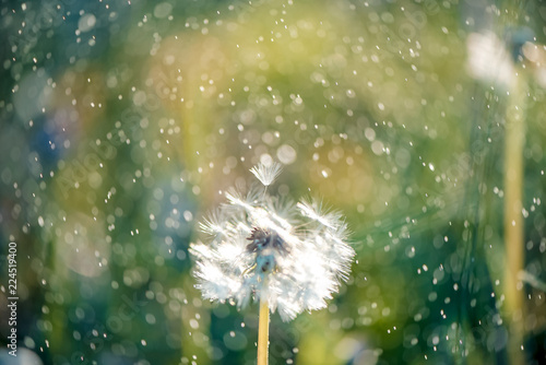 Fototapeta Naklejka Na Ścianę i Meble -  White fluffy dandelions, natural green blurred spring background, selective focus.