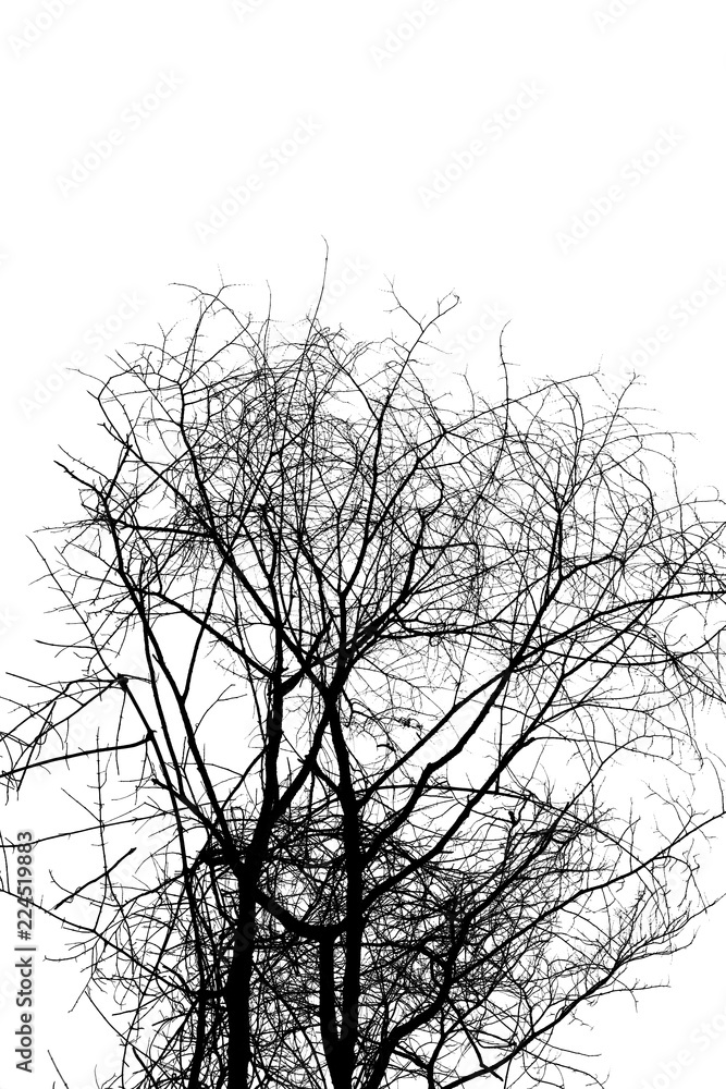 Silhouette tree branches on a white background.