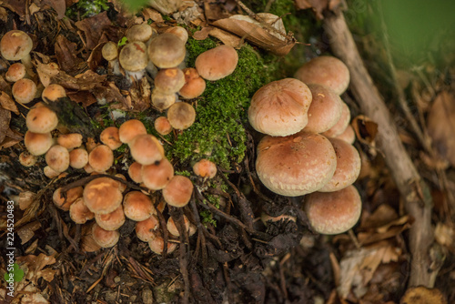 Hypholoma fasciculare, commonly known as the sulphur tuft, sulfur tuft or clustered woodlover, is a common woodland mushroom, often in evidence when hardly any other mushrooms are to be found. This sa