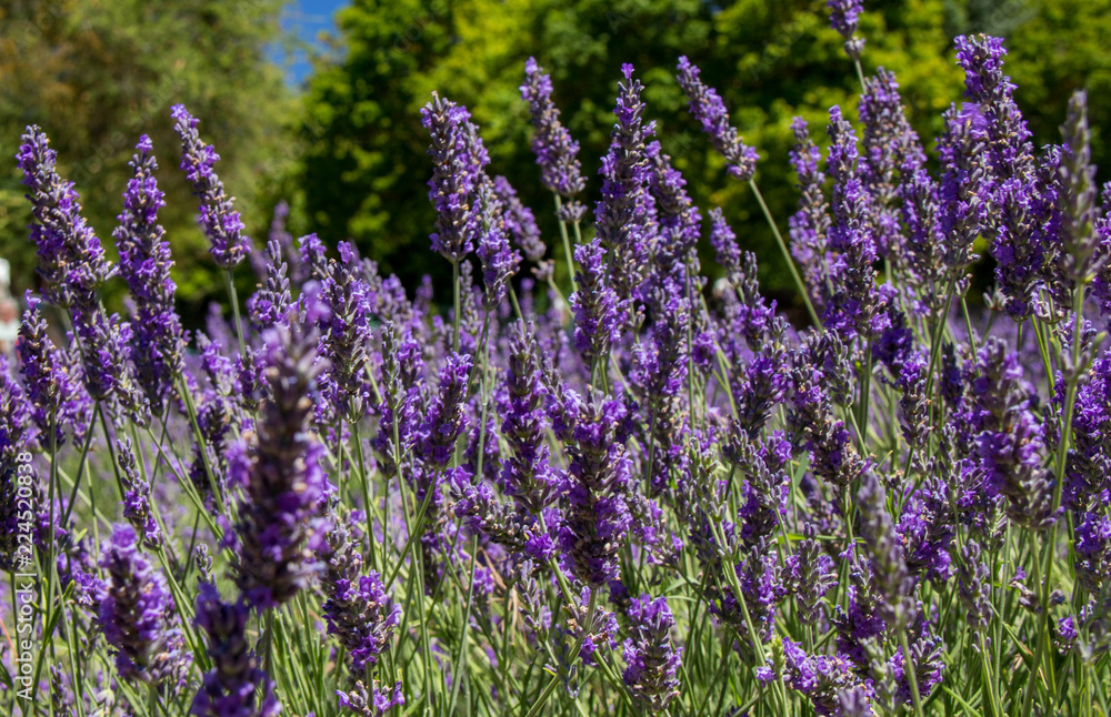 Fototapeta premium Beautiful Lavender
