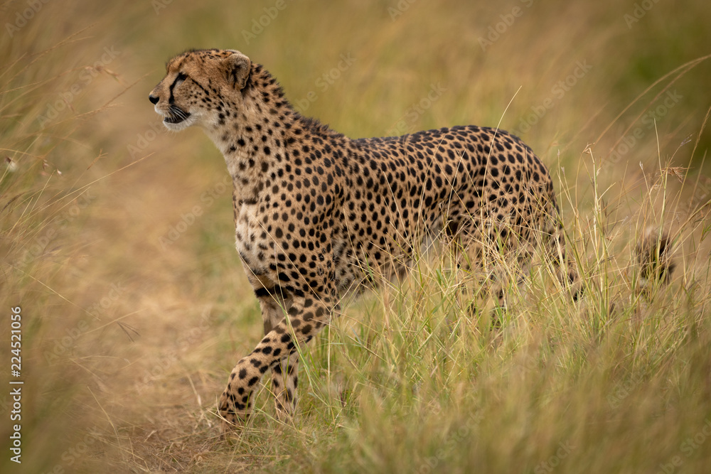 Cheetah crosses path through grass on savannah Cheetah crosses path through grass on savannah