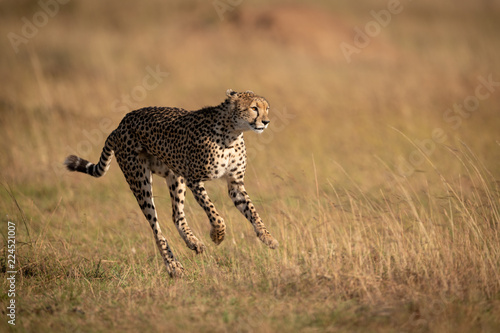 Cheetah bounds through long grass in savannah