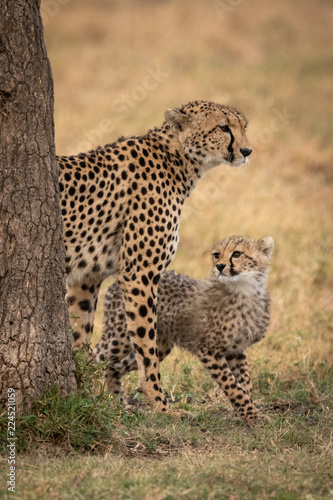Cheetah cub and mother stand behind tree