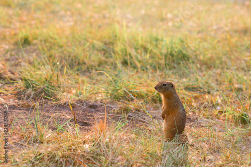 Gopher in the grass at sunset. Field
