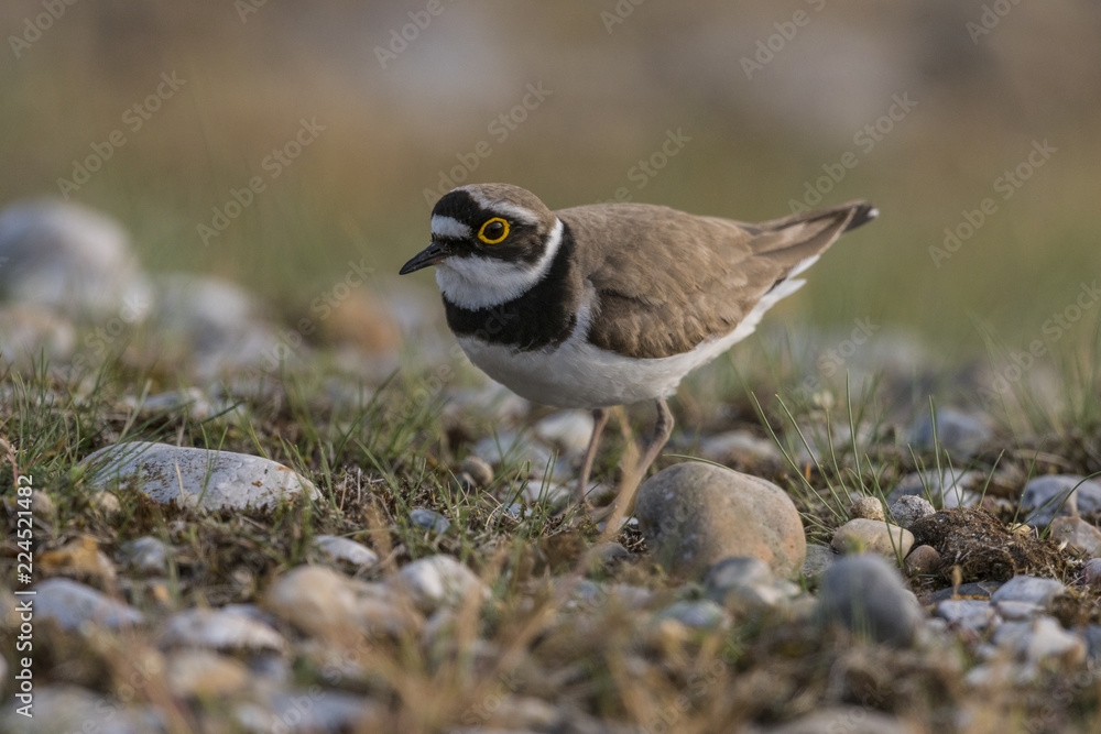 Petit Gravelot - Charadrius dubius - Little Ringed Plover Petit Gravelot - Charadrius dubius - Little Ringed Plover