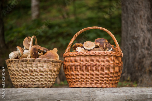 willow wicker baskets full of wild forest mushrooms photo