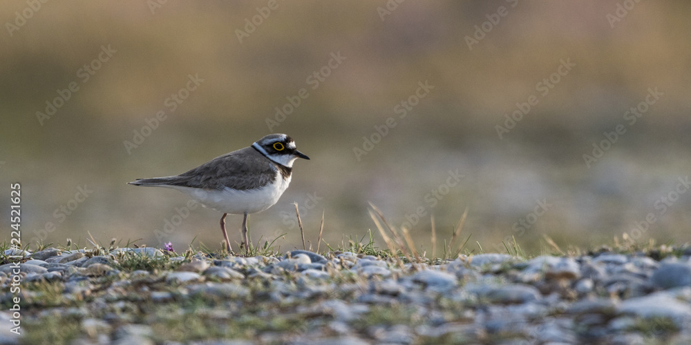 Petit Gravelot - Charadrius dubius - Little Ringed Plover Petit Gravelot - Charadrius dubius - Little Ringed Plover