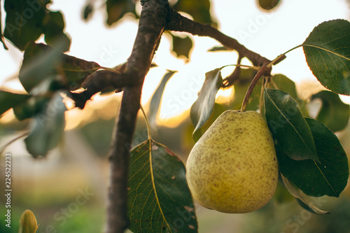 Pear branch full of fruit, at sunset, with copy space