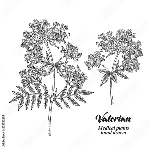 Hand drawn Valerian with leaves and flowers isolated on white background. Medical herbs. Vector illustration engraved.