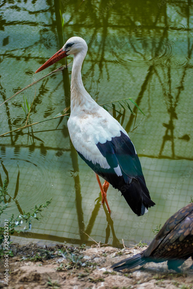 Fototapeta premium Close up with profile of stork with orange beak