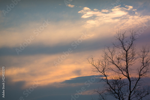 Dead Branch tree with colorful sky and twilight sunset time.