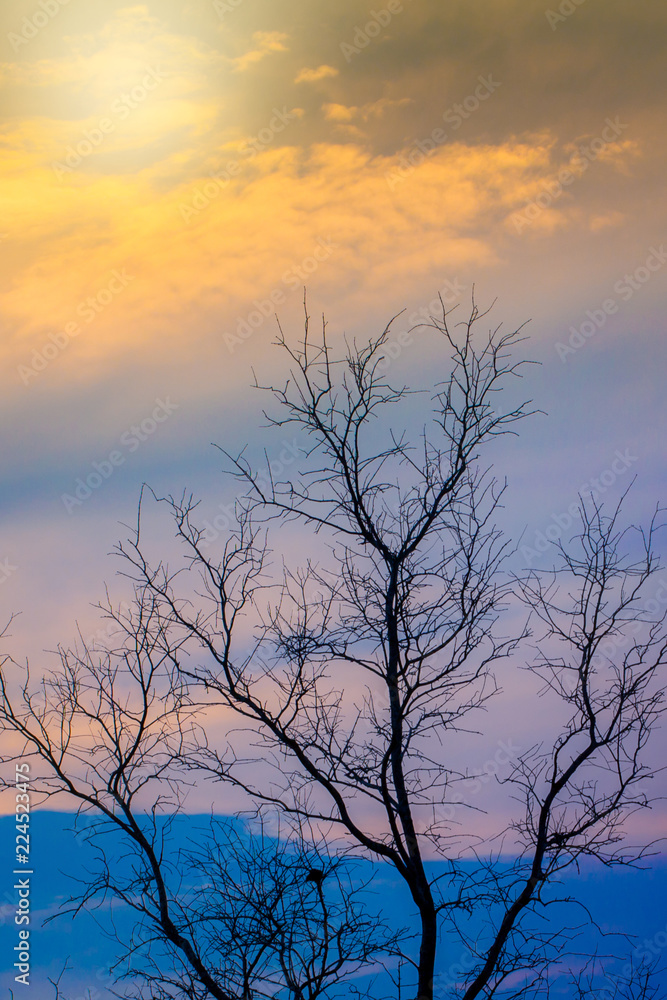 Dead Branch tree with colorful sky and twilight sunset time. Dead Branch tree with colorful sky and twilight sunset time.