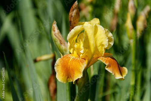 Fototapeta Naklejka Na Ścianę i Meble -  Beautiful iris flower on flowerbed in garden