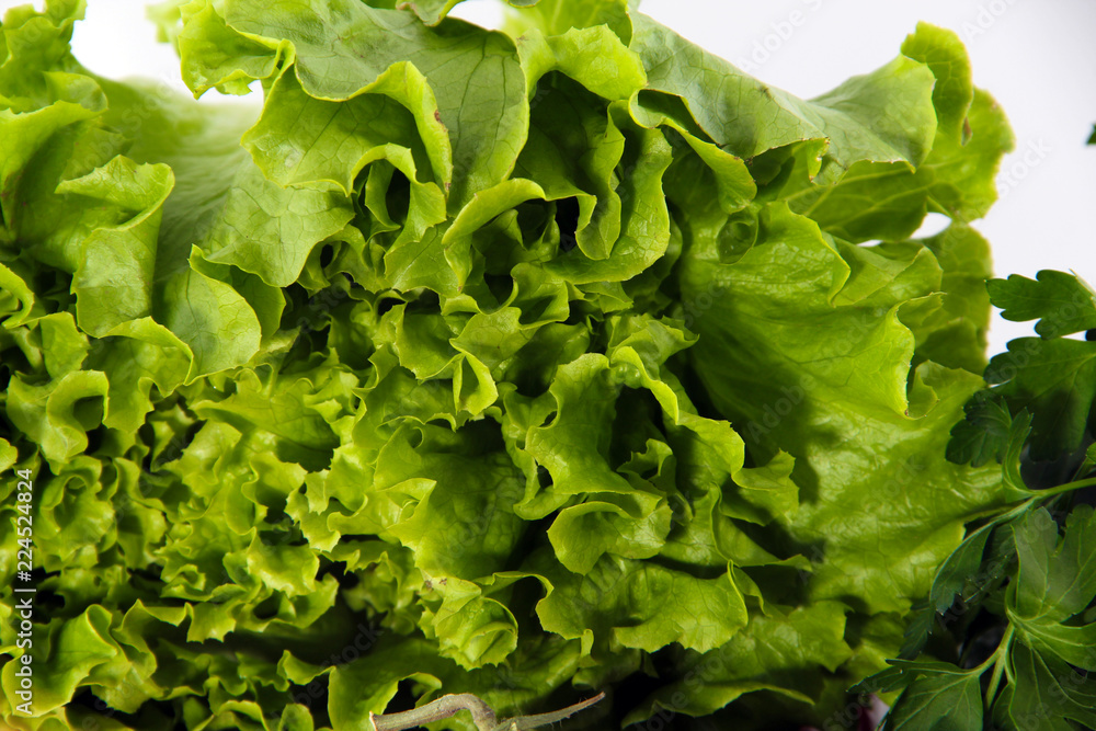 fresh green lettuce in the garden fresh green lettuce in the garden