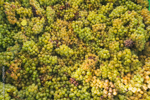 Weinernte Trauben Hintergrund