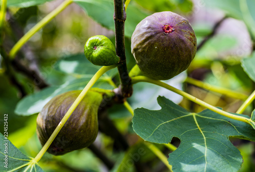 Ripe figs of the Brown Turkey variety on a fig tree