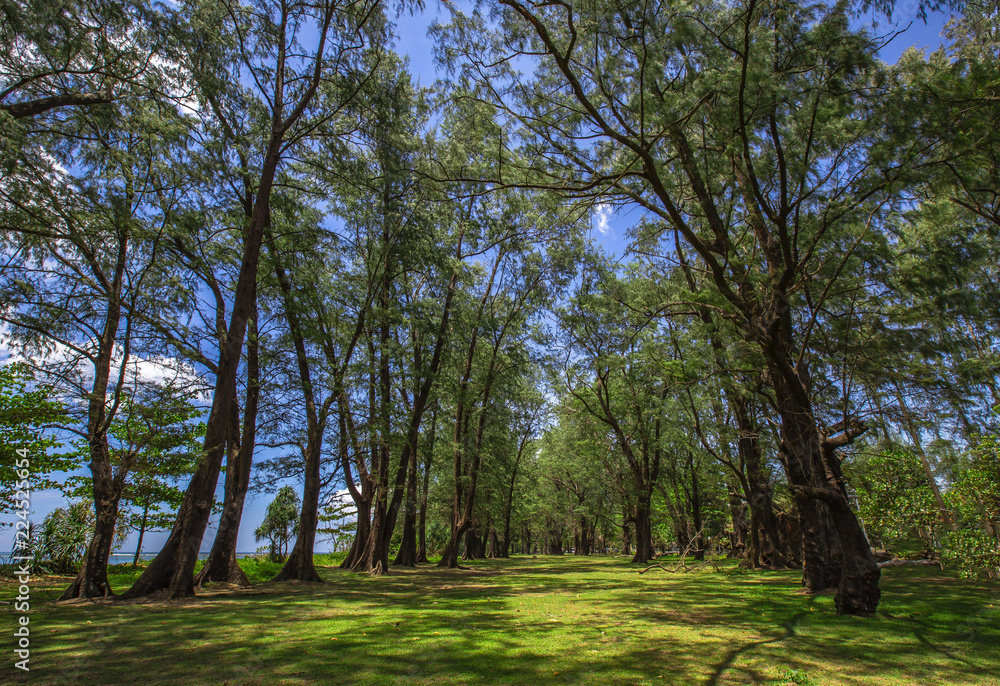 Obraz premium Nai Yang Beach and surrounding area / Phuket Thailand
