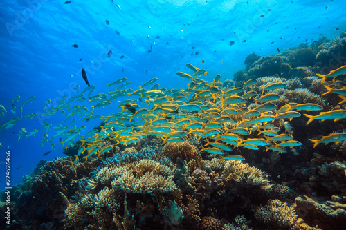 Yellow fish in coral reef underwater garden