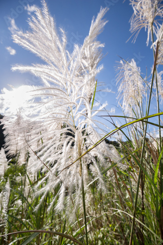 Silver Feather Plant, flowering Asia grass plant Miscanthus sinensis on a meadow in sunshine 