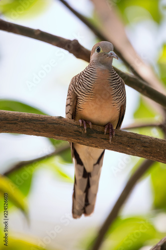 Zebra dove, Geopelia striata, common tame Philippine dove small bird photo