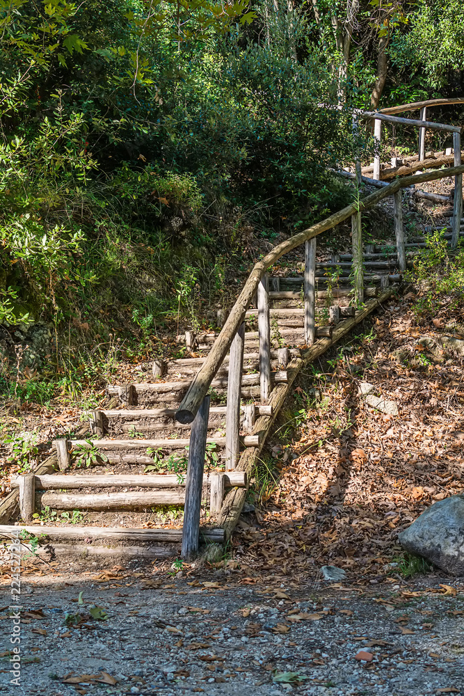 Fototapeta premium Forest path with wooden stairs