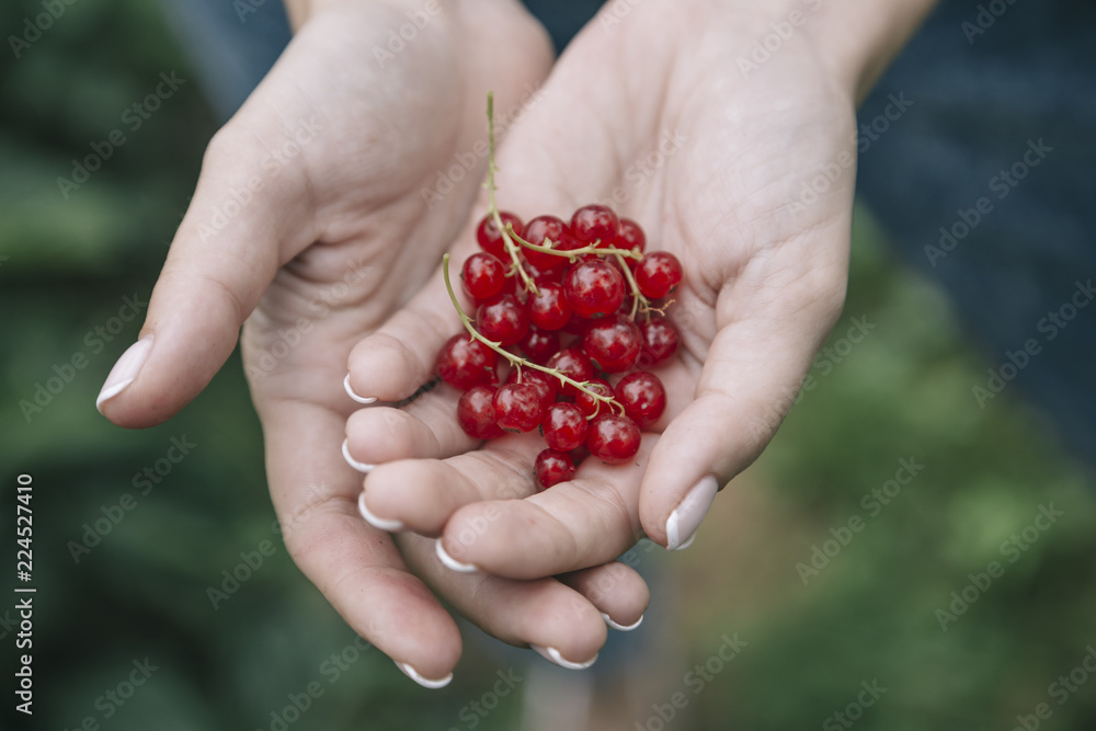 Young woman harvesting red currants Young woman harvesting red currants