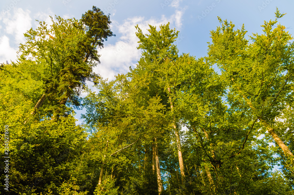 Fototapeta premium Trees in the Forest