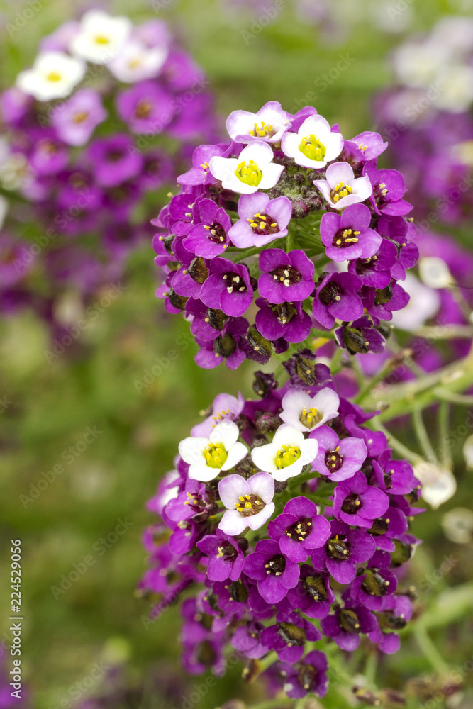 Obraz premium Lobularia maritima syn. Alyssum maritimum, common name sweet alyssum or sweet alison