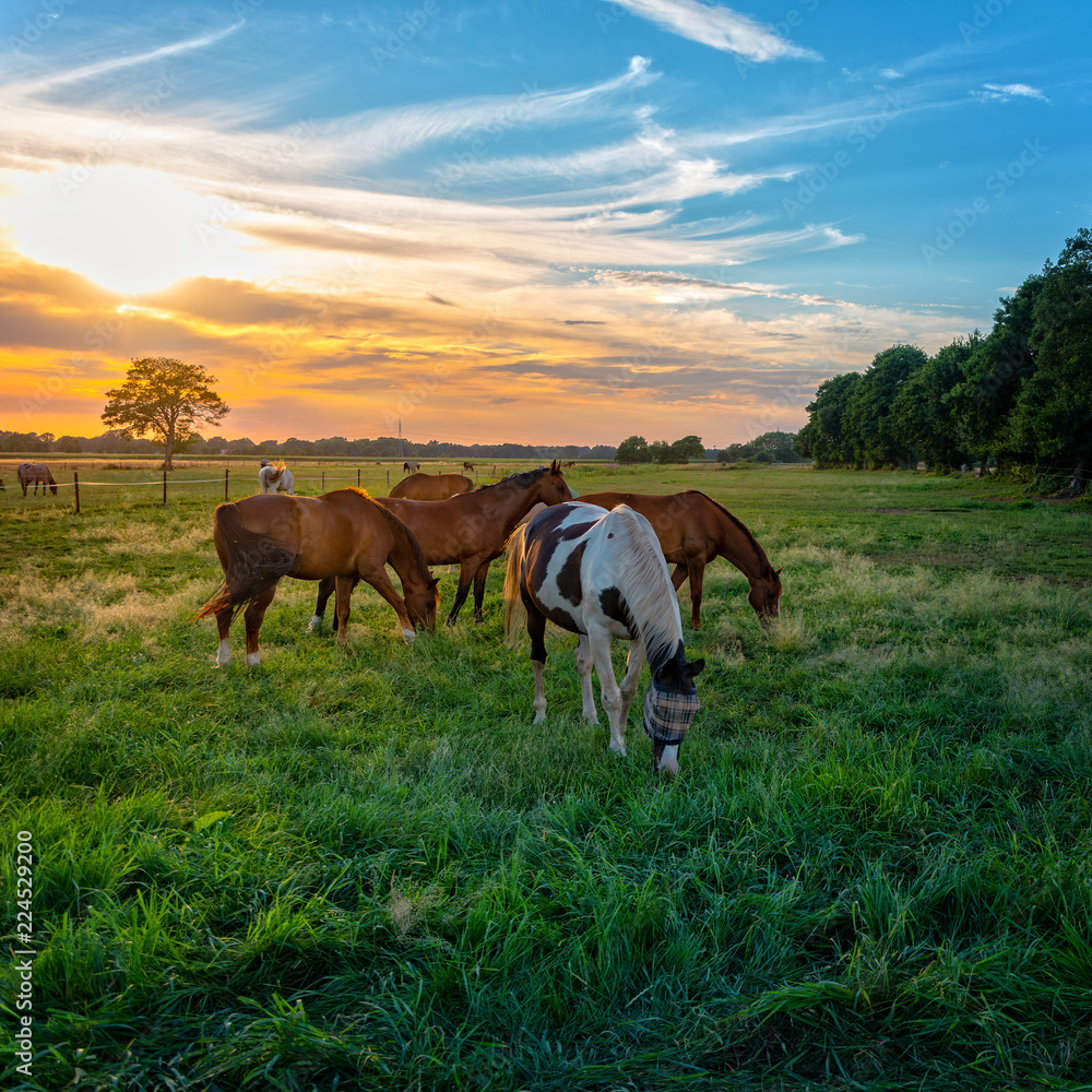 grazing horses in autumn on a horse pasture - obrazy, fototapety, plakaty 