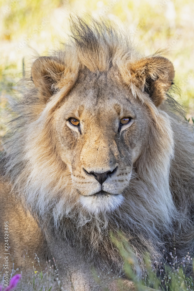 Botswana, Kgalagadi Transfrontier Park, lion, Panthera leo, male Botswana, Kgalagadi Transfrontier Park, lion, Panthera leo, male
