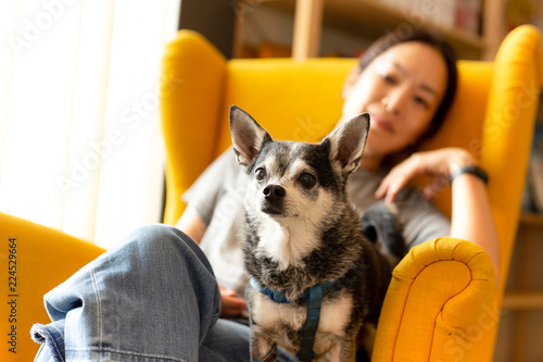 Woman sitting on a yellow couch with black chihuahua dog looking