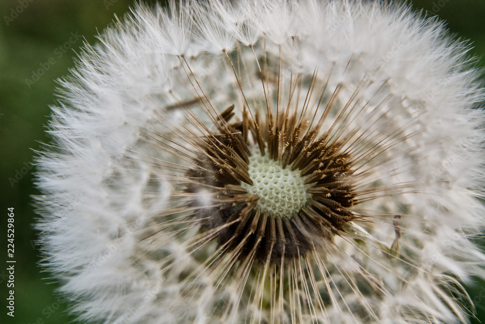 Obraz premium Dandelion head with flying seeds, close up