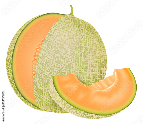 Japanese melon. Vector illustration.