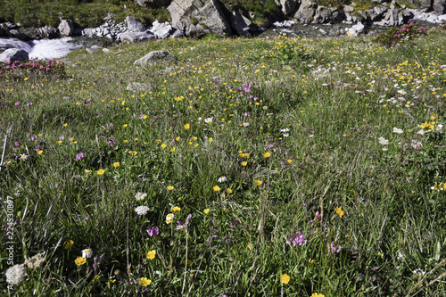 Landscape of flowery meadows among the rocks in the high mountains photo