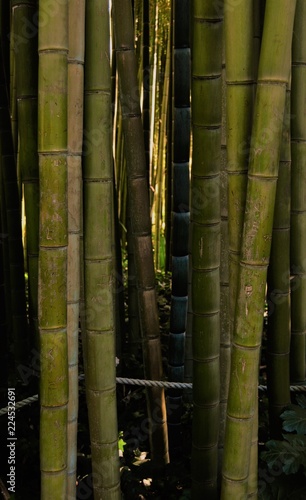 Bambu