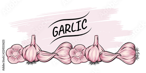 Garlic vector outline illustration. Vegetable food concept. For poster, banner, logo, icon, sticker, menu design, restaurants, cafe, receipe book, farm product, garlic dressing