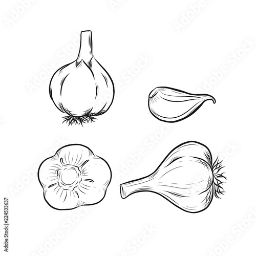 Garlic vector outline illustration. Vegetable food concept. For poster, banner, logo, icon, sticker, menu design, restaurants, cafe, receipe book, farm product, garlic dressing