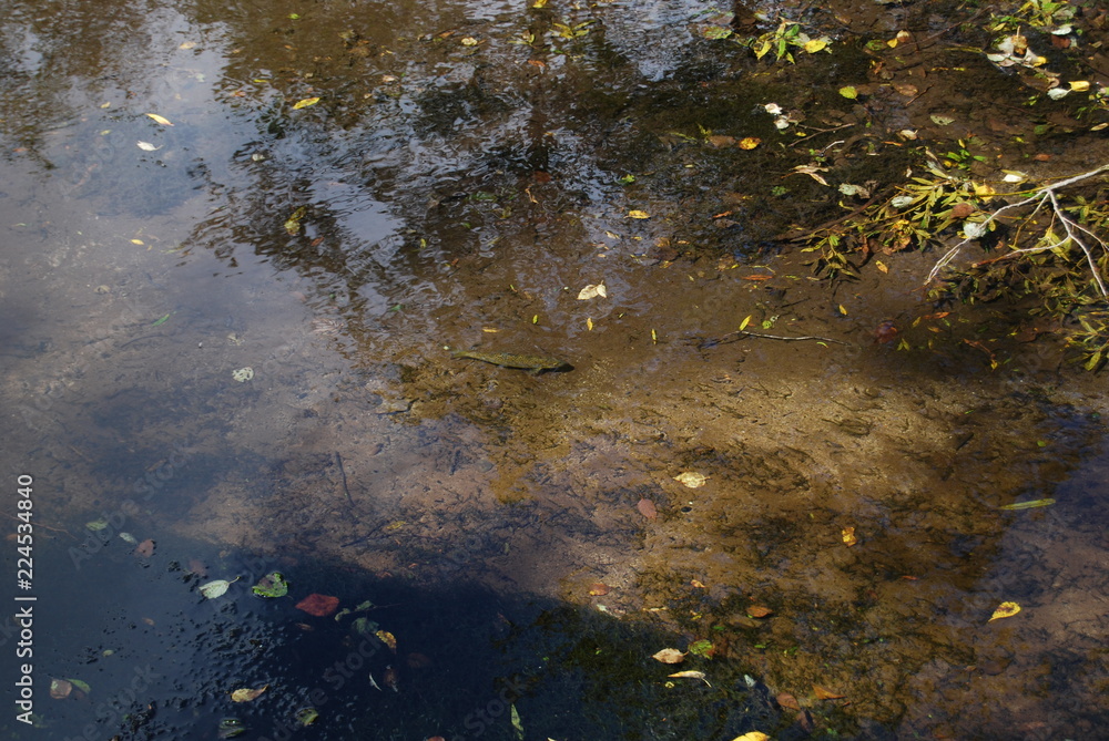 Obraz premium 清流の魚