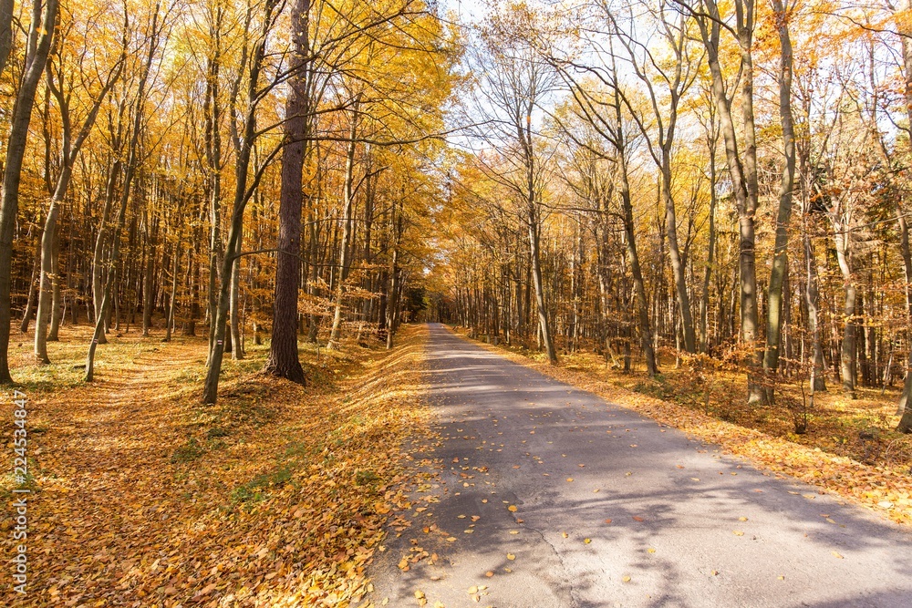 Autumn bright yellow and red forest