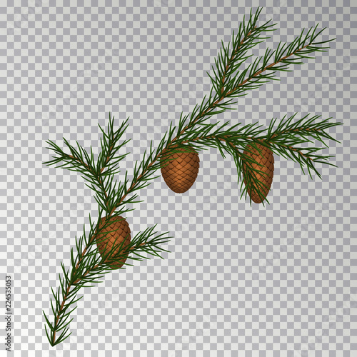 Christmas decorations with fir tree and pine cones. Vector illustration. Abstract illustration Eps10