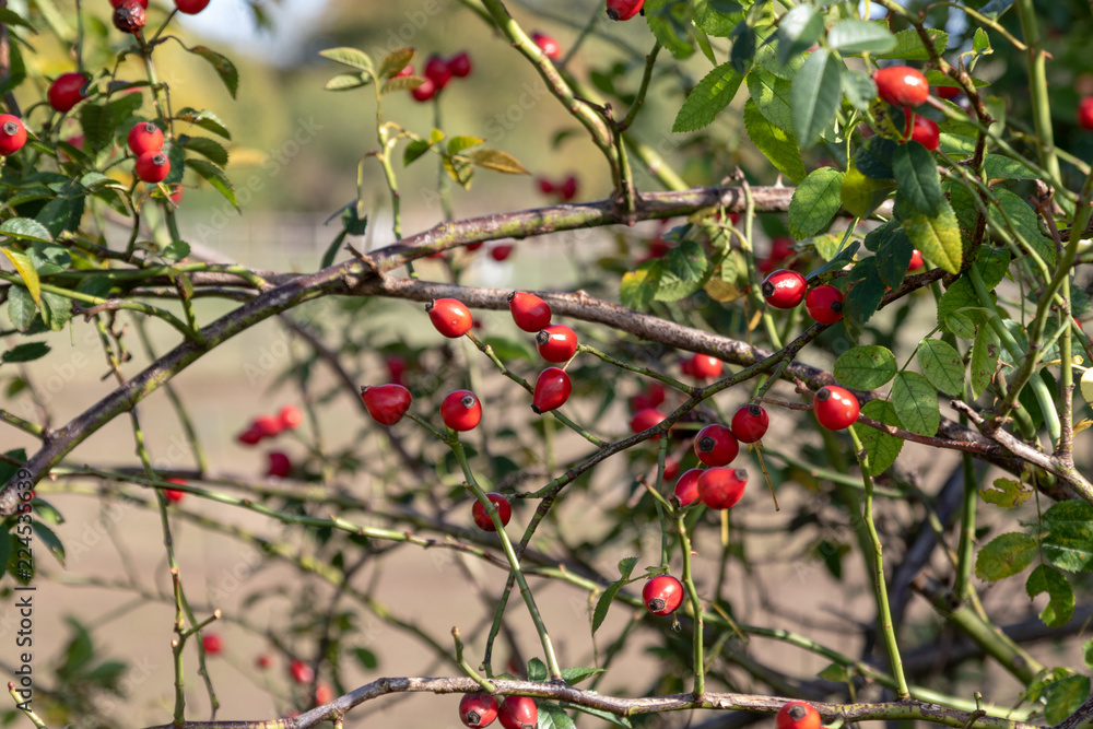 red rosehips hanging at the bush 