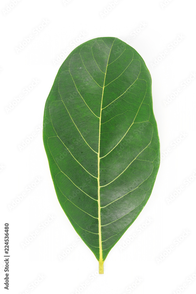 Green leave nature on white background Green leave nature on white background