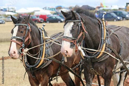 Shire horses in harness