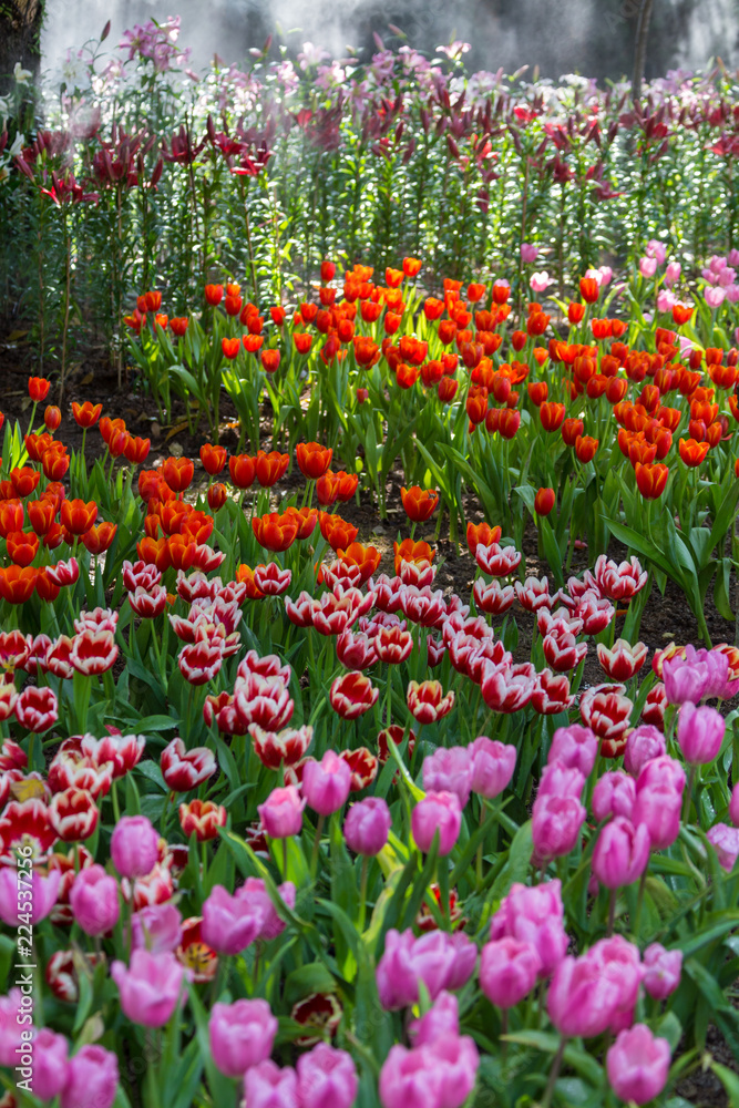 magical landscape with sunrise over tulip field magical landscape with sunrise over tulip field