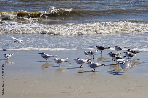 Amelia Island, Florida, USA: Laughing gulls (Leucophaeus atricilla) and royal terns (Thalasseus maximus) face into the wind at a beach on the Atlantic Ocean.