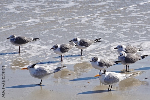 Amelia Island, Florida, USA: Laughing gulls (Leucophaeus atricilla) and royal terns (Thalasseus maximus) face into the wind at a beach on the Atlantic Ocean.