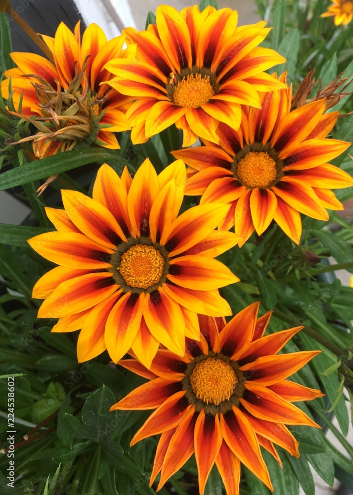 orange flowers in the garden orange flowers in the garden