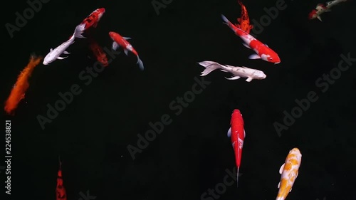 Koi fish, Fancy Carp are swimming