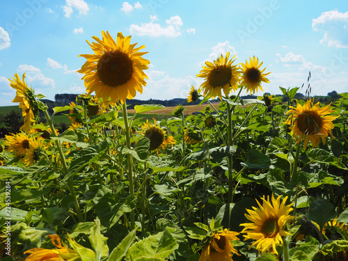 Fototapeta Naklejka Na Ścianę i Meble -  Sonnenblumen in Bayern