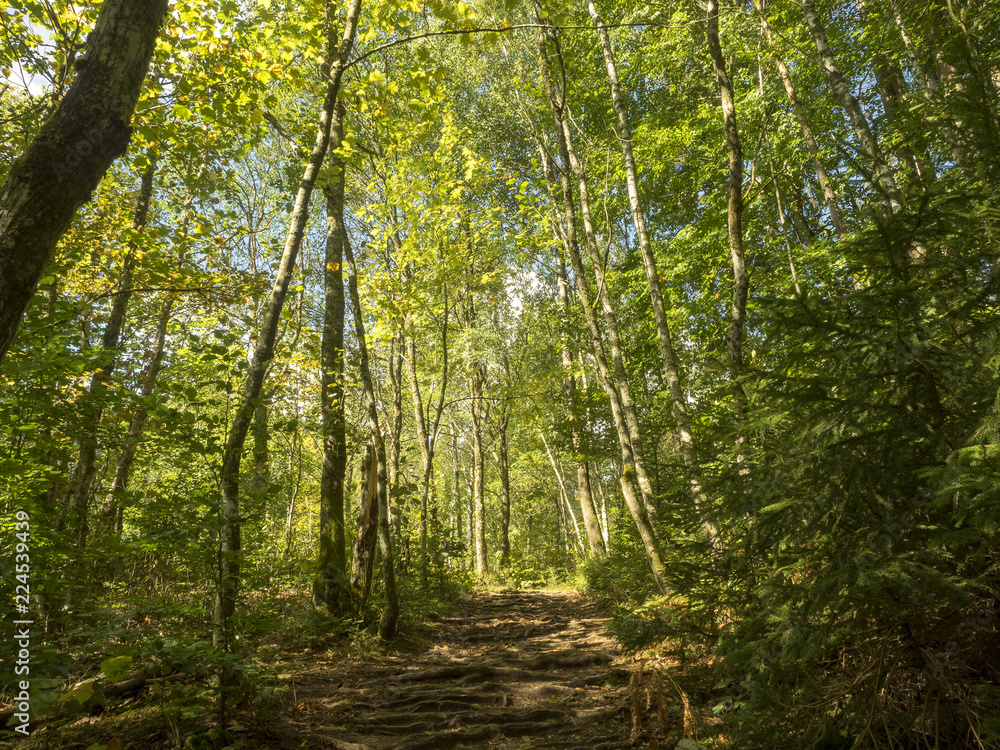 Wandern im Schwarzwald. Steiniger Weg hoch zum Sankenbacher Wasserfall. Wandern im Schwarzwald. Steiniger Weg hoch zum Sankenbacher Wasserfall.